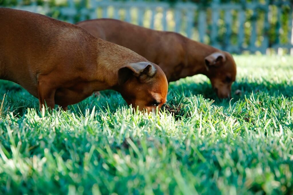 ¿por Qué Los Perros Comen Pasto Einsteresanteemk 6689