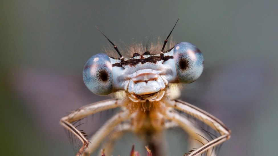 La mortandad masiva de insectos tiene dos causas que ya han sido descubiertas